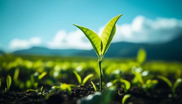 Pollution et trouble anormal du voisinage : la faute de la victime peut limiter son indemnisation !
